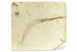 Fossil Pipefish (Hipposyngnathus) - California #294312-1